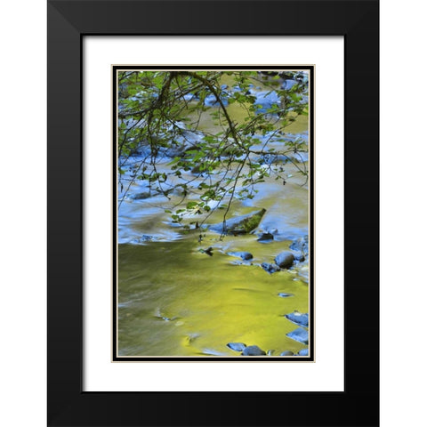 Oregon Alder tree over South Fork Wilson River Black Modern Wood Framed Art Print with Double Matting by Terrill, Steve