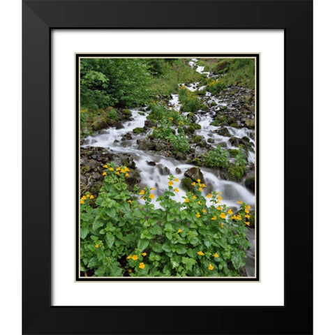 OR Yellow monkeyflowers along Wahkeena Creek Black Modern Wood Framed Art Print with Double Matting by Terrill, Steve