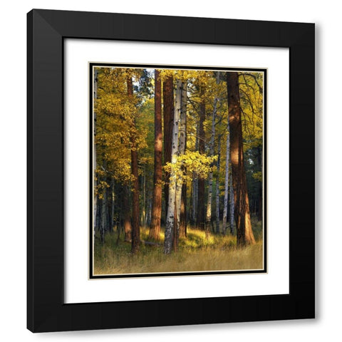Oregon, Deschutes NF Trees in autumn Black Modern Wood Framed Art Print with Double Matting by Terrill, Steve