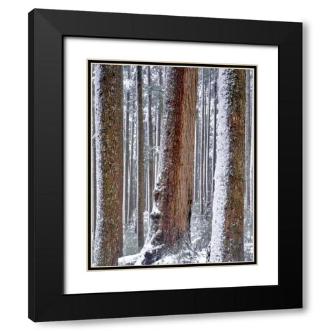 OR, Drift Creek Wilderness Snow on Douglas fir Black Modern Wood Framed Art Print with Double Matting by Terrill, Steve