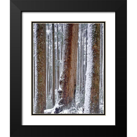 OR, Drift Creek Wilderness Snow on Douglas fir Black Modern Wood Framed Art Print with Double Matting by Terrill, Steve