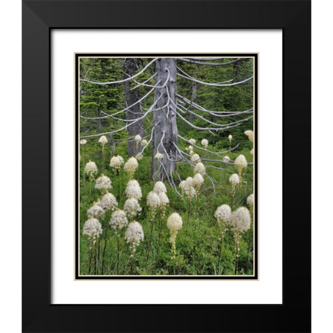 OR, Mount Hood NF Beargrass around evergreen Black Modern Wood Framed Art Print with Double Matting by Terrill, Steve