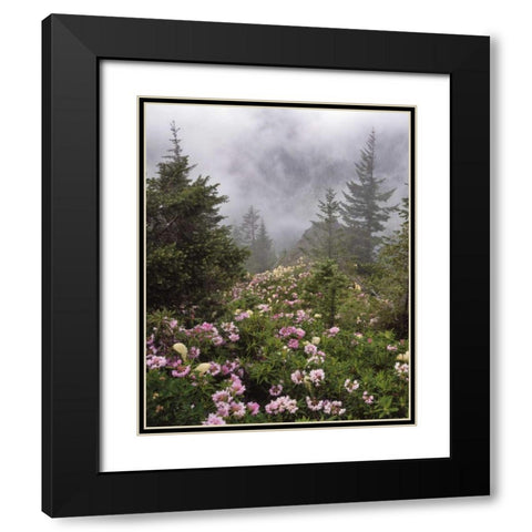 Oregon, Mt Hood NF Rhododendrons and beargrass Black Modern Wood Framed Art Print with Double Matting by Terrill, Steve