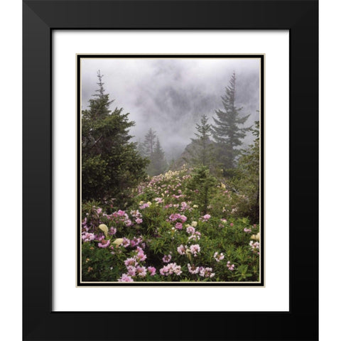 Oregon, Mt Hood NF Rhododendrons and beargrass Black Modern Wood Framed Art Print with Double Matting by Terrill, Steve