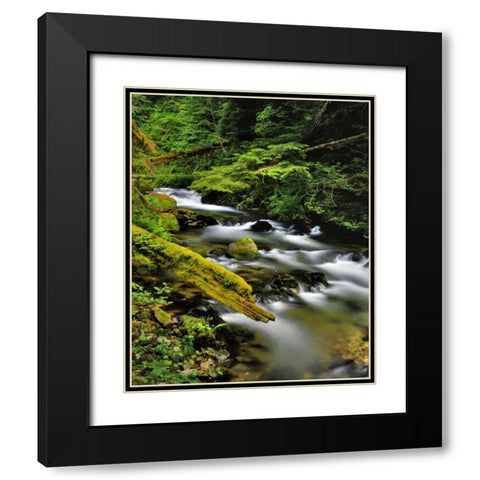 Oregon, Mt Hood NF Still Creek scenic Black Modern Wood Framed Art Print with Double Matting by Terrill, Steve