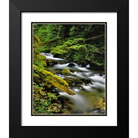 Oregon, Mt Hood NF Still Creek scenic Black Modern Wood Framed Art Print with Double Matting by Terrill, Steve