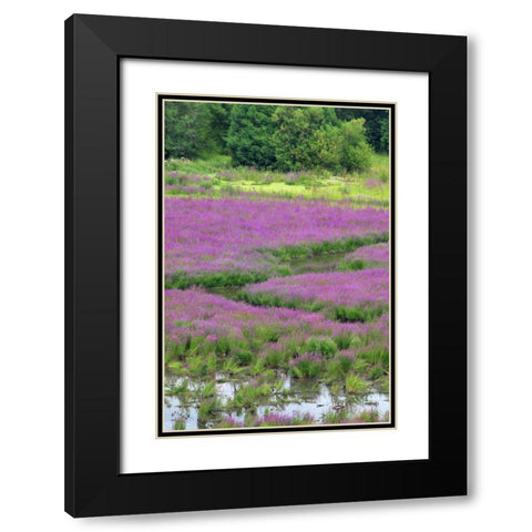 OR, Oaks Bottom Purple loosestrife in marsh Black Modern Wood Framed Art Print with Double Matting by Terrill, Steve