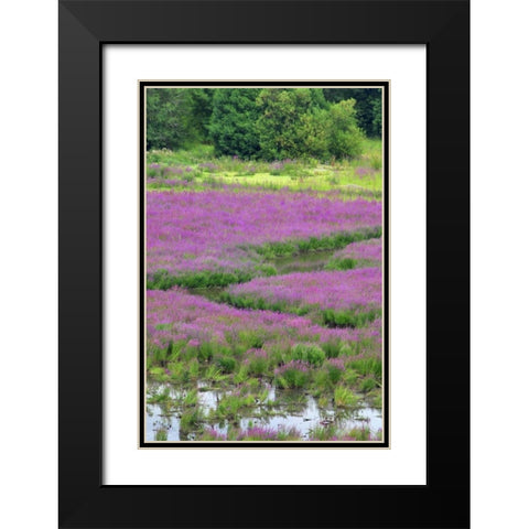 OR, Oaks Bottom Purple loosestrife in marsh Black Modern Wood Framed Art Print with Double Matting by Terrill, Steve