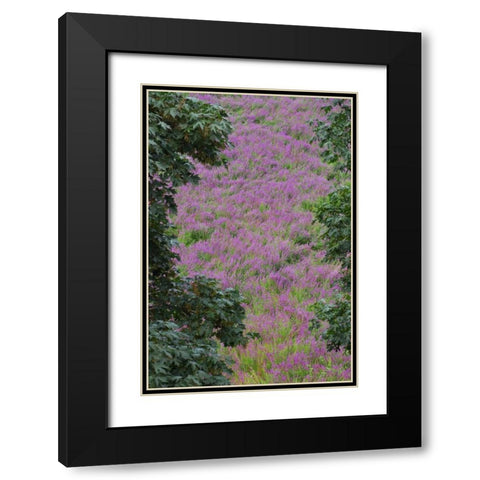 Oregon, Oaks Bottom Purple loosestrife flowers Black Modern Wood Framed Art Print with Double Matting by Terrill, Steve