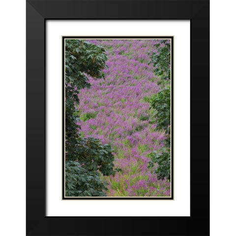 Oregon, Oaks Bottom Purple loosestrife flowers Black Modern Wood Framed Art Print with Double Matting by Terrill, Steve