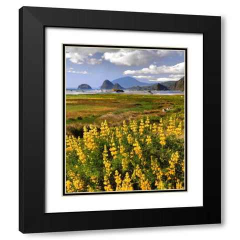 OR, Ophir Yellow lupine and ocean beach Black Modern Wood Framed Art Print with Double Matting by Terrill, Steve
