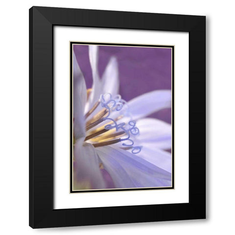Oregon, Portland Close-up of chicory wildflower Black Modern Wood Framed Art Print with Double Matting by Terrill, Steve