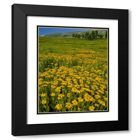 Oregon, Steens Mountain Meadow of arnica flowers Black Modern Wood Framed Art Print with Double Matting by Terrill, Steve