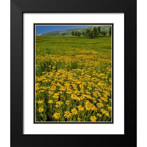 Oregon, Steens Mountain Meadow of arnica flowers Black Modern Wood Framed Art Print with Double Matting by Terrill, Steve