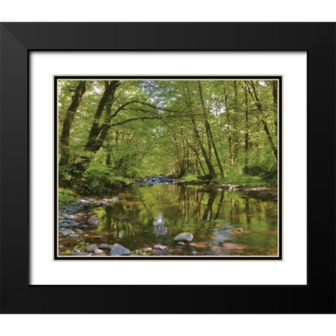 Oregon, Tillamook State Forest Wilson River Black Modern Wood Framed Art Print with Double Matting by Terrill, Steve