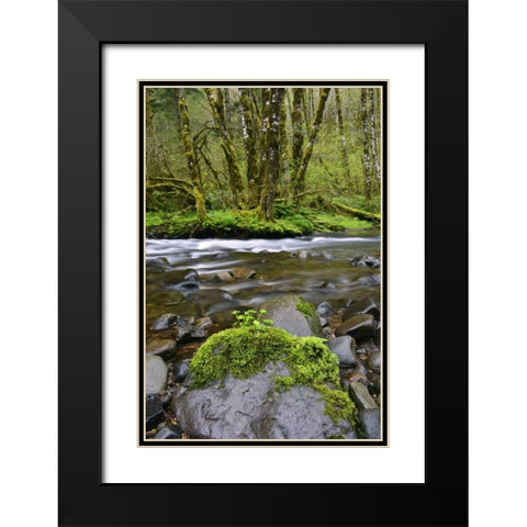 Oregon, Tillamook State Forest Wilson River Black Modern Wood Framed Art Print with Double Matting by Terrill, Steve