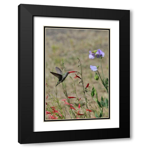 OR, OR, Portland Hummingbird feeding on salvia Black Modern Wood Framed Art Print with Double Matting by Terrill, Steve