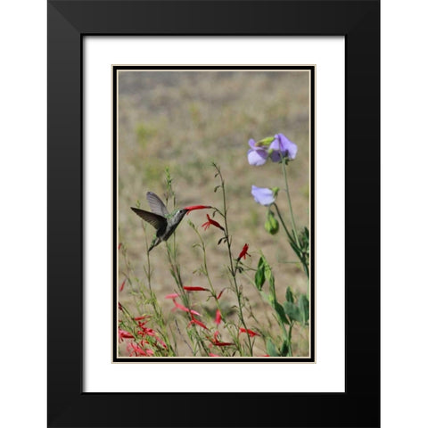 OR, OR, Portland Hummingbird feeding on salvia Black Modern Wood Framed Art Print with Double Matting by Terrill, Steve