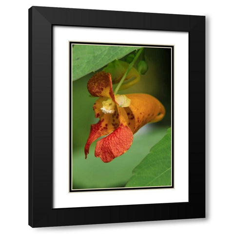 Oregon, Oregon Close-up of jewelweed flower Black Modern Wood Framed Art Print with Double Matting by Terrill, Steve