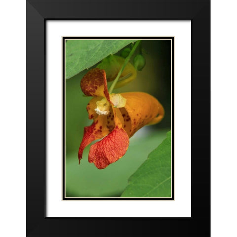Oregon, Oregon Close-up of jewelweed flower Black Modern Wood Framed Art Print with Double Matting by Terrill, Steve