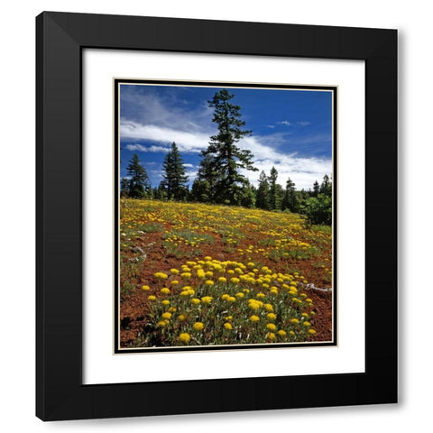 OR, Wallowa-Whitman NF Yellow eriogonum Black Modern Wood Framed Art Print with Double Matting by Terrill, Steve