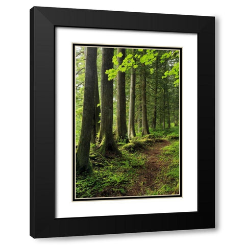 USA, Oregon Forest trail scenic Black Modern Wood Framed Art Print with Double Matting by Terrill, Steve
