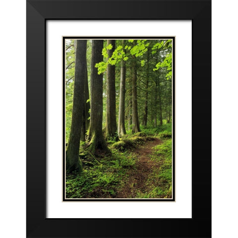 USA, Oregon Forest trail scenic Black Modern Wood Framed Art Print with Double Matting by Terrill, Steve
