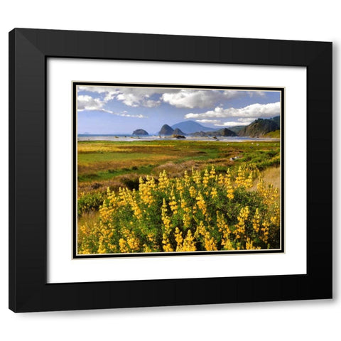 Oregon Landscape of yellow lupine and beach Black Modern Wood Framed Art Print with Double Matting by Terrill, Steve