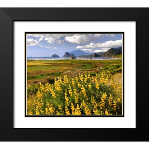 Oregon Landscape of yellow lupine and beach Black Modern Wood Framed Art Print with Double Matting by Terrill, Steve