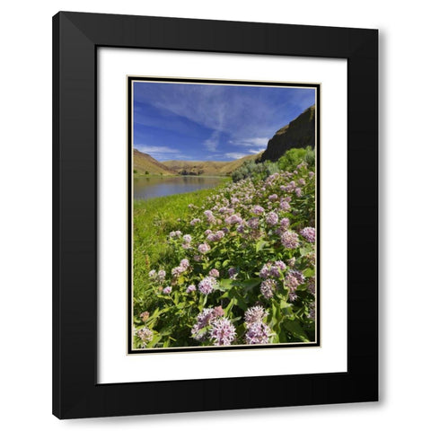 USA, Oregon Milkweed along the John Day River Black Modern Wood Framed Art Print with Double Matting by Terrill, Steve
