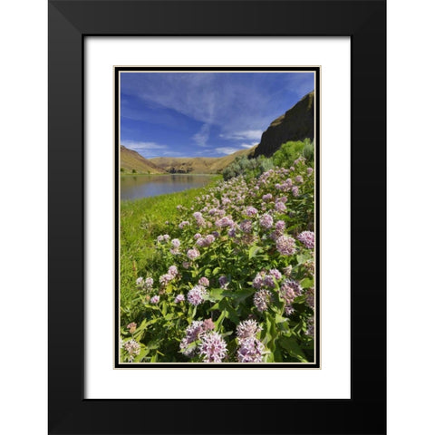 USA, Oregon Milkweed along the John Day River Black Modern Wood Framed Art Print with Double Matting by Terrill, Steve
