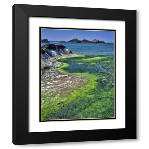Oregon Rock formations and algae at Seal Rock Black Modern Wood Framed Art Print with Double Matting by Terrill, Steve