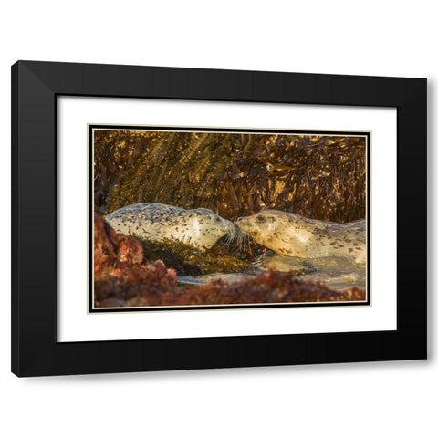Oregon-Bandon Beach-harbor seals greeting and kelp Black Modern Wood Framed Art Print with Double Matting by Jaynes Gallery