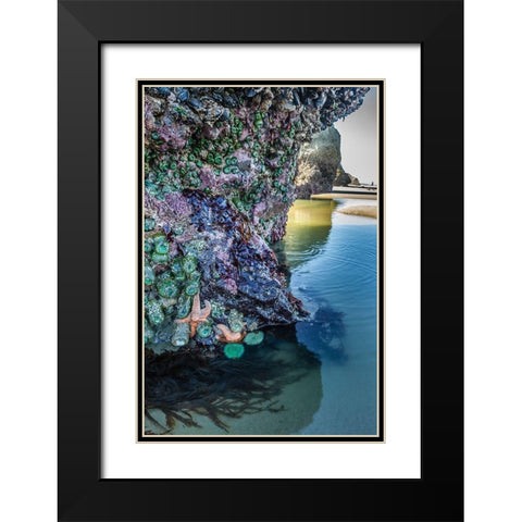 Oregon-Bandon Beach Sea stars and anemones on rock  Black Modern Wood Framed Art Print with Double Matting by Jaynes Gallery
