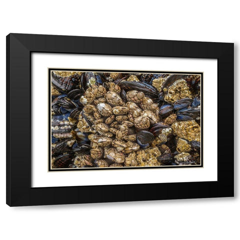 Oregon-Bandon Beach Barnacles and mussels close-up  Black Modern Wood Framed Art Print with Double Matting by Jaynes Gallery