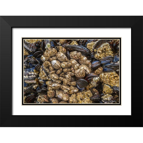 Oregon-Bandon Beach Barnacles and mussels close-up  Black Modern Wood Framed Art Print with Double Matting by Jaynes Gallery