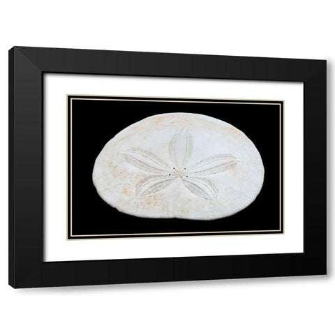 Oregon Sand dollar close-up Black Modern Wood Framed Art Print with Double Matting by Jaynes Gallery
