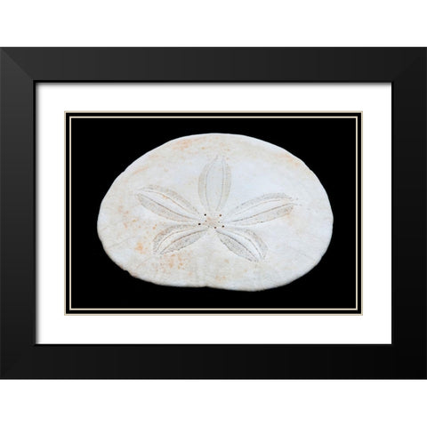 Oregon Sand dollar close-up Black Modern Wood Framed Art Print with Double Matting by Jaynes Gallery