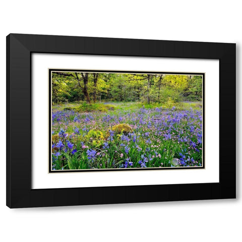 Oregon-Camassia Natural Area Field with blue and pink flowers Black Modern Wood Framed Art Print with Double Matting by Jaynes Gallery