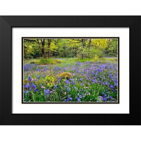 Oregon-Camassia Natural Area Field with blue and pink flowers Black Modern Wood Framed Art Print with Double Matting by Jaynes Gallery
