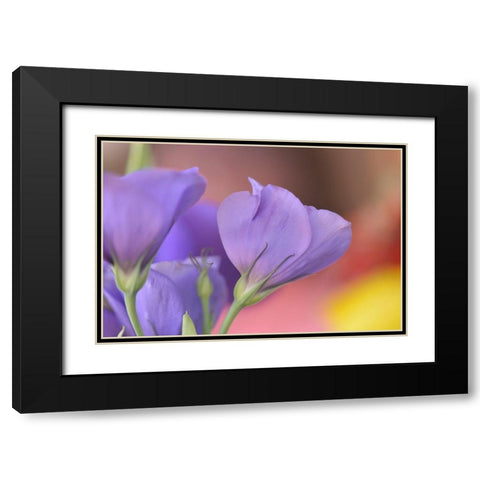 Oregon-Portland Close-up of lisianthus flowers and bud Black Modern Wood Framed Art Print with Double Matting by Jaynes Gallery