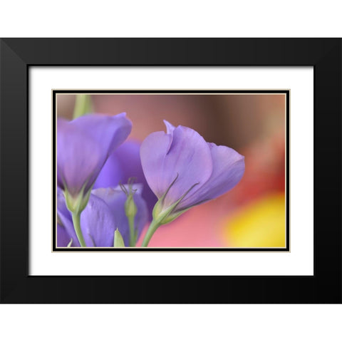 Oregon-Portland Close-up of lisianthus flowers and bud Black Modern Wood Framed Art Print with Double Matting by Jaynes Gallery
