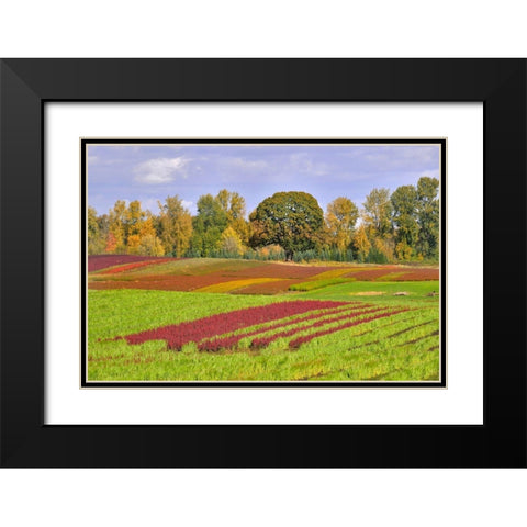 Oregon-Sauvie Island Rows of crops on farm Black Modern Wood Framed Art Print with Double Matting by Jaynes Gallery