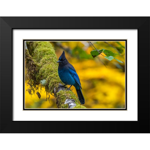 USA-Oregon-Silver Falls State Park Stellers jay on branch Black Modern Wood Framed Art Print with Double Matting by Jaynes Gallery