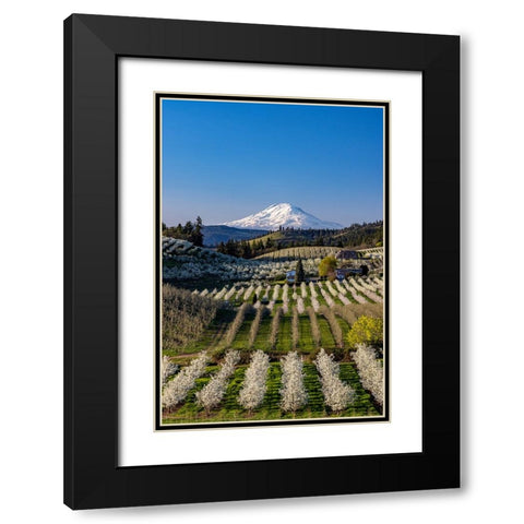 Fruit orchards in full bloom with Mount Adams in Hood River-Oregon-USA Black Modern Wood Framed Art Print with Double Matting by Haney, Chuck