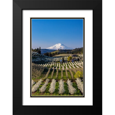 Fruit orchards in full bloom with Mount Adams in Hood River-Oregon-USA Black Modern Wood Framed Art Print with Double Matting by Haney, Chuck
