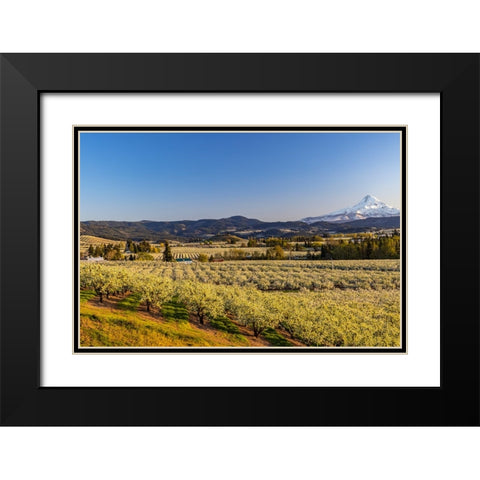 Fruit orchards in full bloom with Mount Hood in Hood River-Oregon-USA Black Modern Wood Framed Art Print with Double Matting by Haney, Chuck