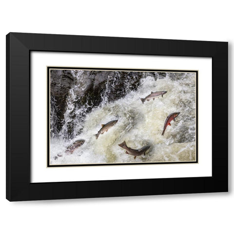 Spawning Coho salmon swimming upstream on the Nehalem River in the Tillamook State Forest-Oregon-USA Black Modern Wood Framed Art Print with Double Matting by Haney, Chuck