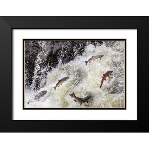 Spawning Coho salmon swimming upstream on the Nehalem River in the Tillamook State Forest-Oregon-USA Black Modern Wood Framed Art Print with Double Matting by Haney, Chuck