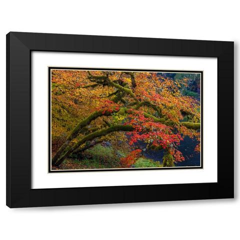 Colorful autumn maples along Humbug Creek in Clatsop County-Oregon-USA Black Modern Wood Framed Art Print with Double Matting by Haney, Chuck